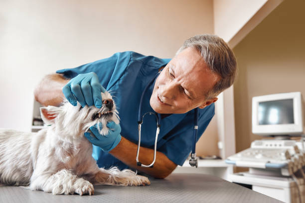 Best Mobile Emergency Dentist in Thonotosassa, FL